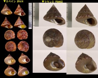 セイヨウエビス Calliostoma zizyphinum small