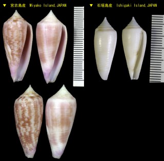 オオイシイモ 大石芋 Conus oishii small