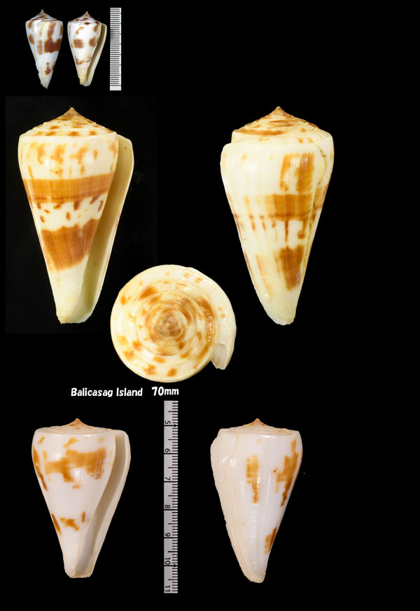 マガイスギモトイモ Conus lenavati small
