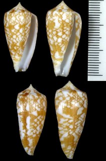 フジノハナイモ Conus wittigi small