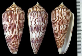 クサズリイモ 草摺芋 Conus kuroharai small