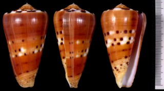 アカネイモ (ゴクラクイモ) Conus barthelemyi small