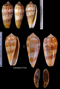 ベンテンイモ 弁天芋 Conus dusaveli small