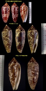 コガネイモ Conus aureus small