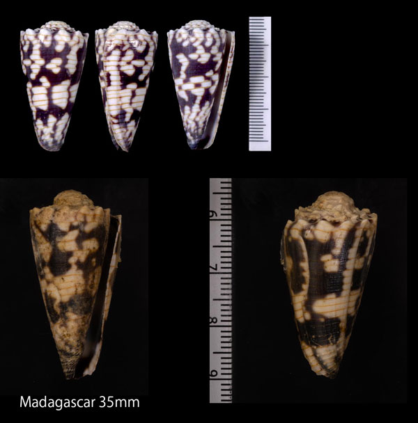 イトカケイモ Conus zonatus small