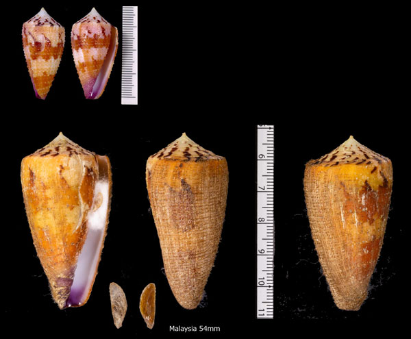 ヤヨイイモ Conus circumactus small