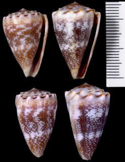 カザリサヤガタイモ Conus encaustus small