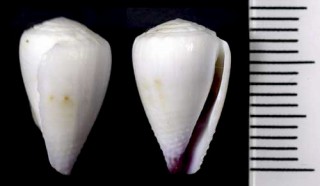 シロセイロンイモ Conus sponsalis nanus small