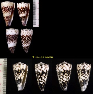 ハブミナシ Conus vidua small
