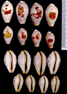 キムスメダカラ 生娘宝 Palmadusta saulae small
