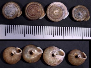 リラマイマイ Lindholmiola corcyrensis small