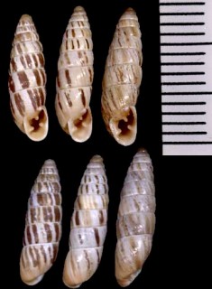 タンタルスキセルモドキ Chondrus zebra tantalus small
