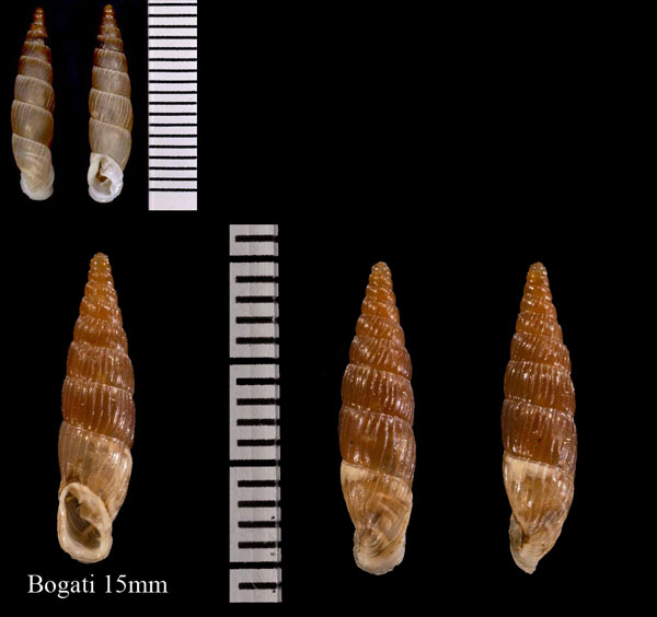 ボガチギセル Alopia bogatensis bogatensis small