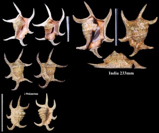 スイジガイ 水字貝 Lambis chiragra small