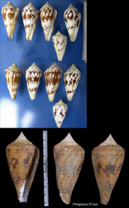 エンマノイモ Conus pergrandis small