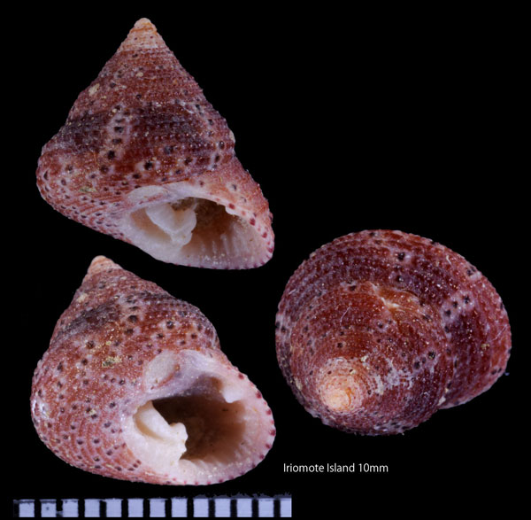 ベニエビス Clanculus gemmulifer small