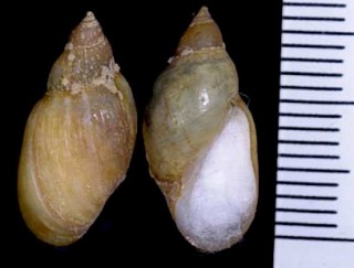 モノアラガイ類の仲間 Chilina parchappei small