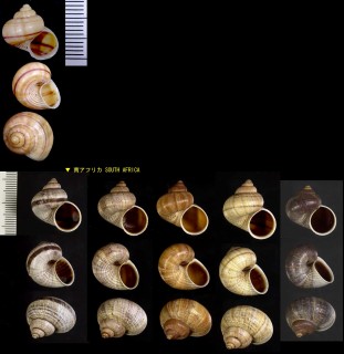 マルヤマタマキビ Tropidophora insularis small