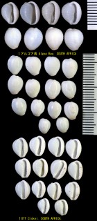 アマクチシラタマ Trivellona suavis small