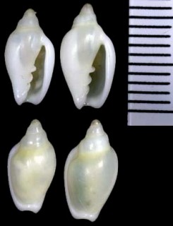 ムシコゴメ Marginella muscaria small
