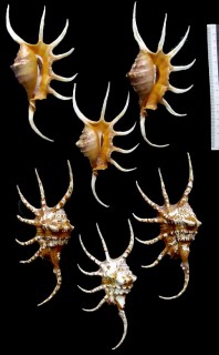 ピルスブリーサソリ Lambis crocata pilsbryi small