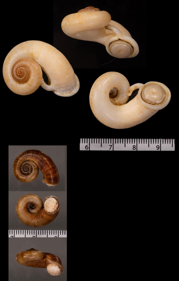 ジャロールエントツアツブタ (仮称) Rhiostoma jalorensis small