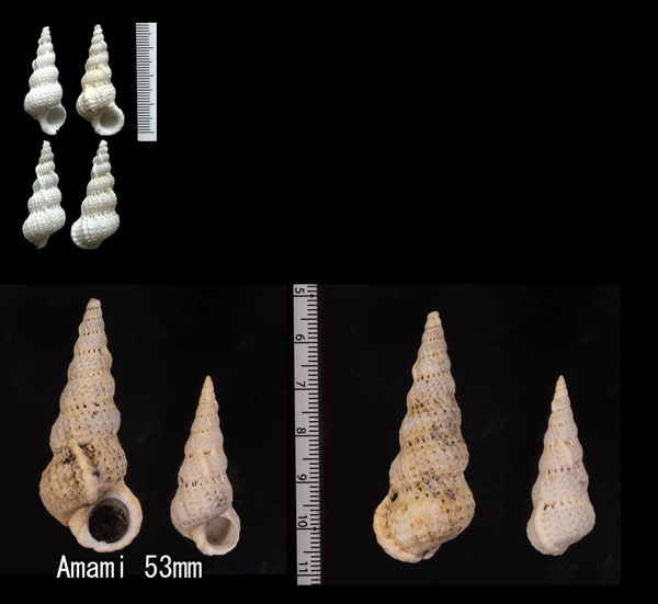 チリメンニナ Cirsotrema varicosum small