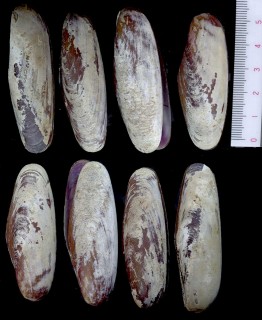 イワカワシギノハシ Lithophaga lima small