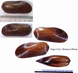 イシワリマクラ Modiolus vaginus small