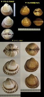 イボザル Acanthocardia tuberculata small