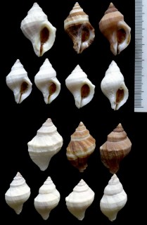 シワナシチヂミボラ Nucella lamellosa cymica small