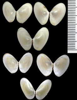 クロフォードシラトリ Macoma crawfordi small