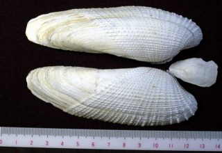 ペガサスノツバサ Pholas orientalis small