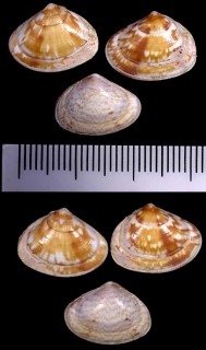 キタノフキアゲアサリ Gomphina neastartoides small