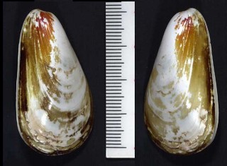 セイヨウヌリツヤホトトギス Amygdalum politum small
