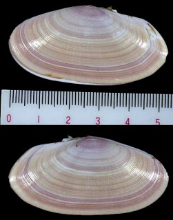 ニュージーランドのシオサザナミガイの一種 Gari lineolata small