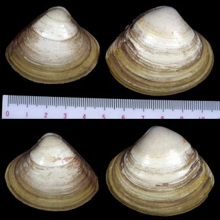アルゼンチンのバカガイの仲間 Mactra isabelleana small