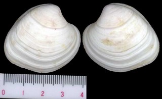 カナリアハマグリ Pitar tumens small