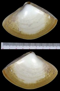 アフリカセンスガイ Scissodesma spengleri small