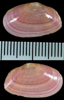 セイヨウヒラザクラ Tellina compressa small