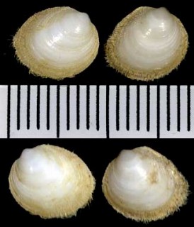 モシキオオシラスナガイ Limopsis aurita small