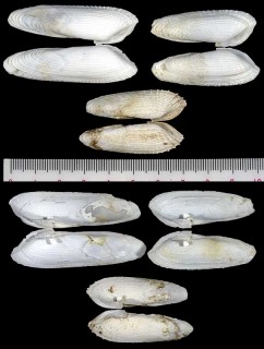 テンシノツバサの仲間 Cyrtopleura lanceolata small