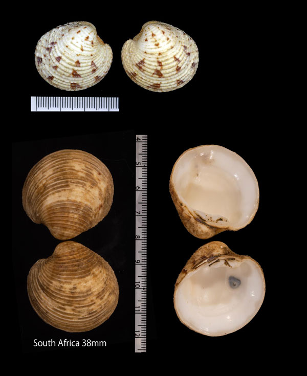 マルスダレガイ 丸簾貝 Venus toreuma small