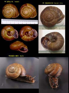 ギュリキマイマイ (ギューリキマイマイ) Euhadra eoa gulicki small