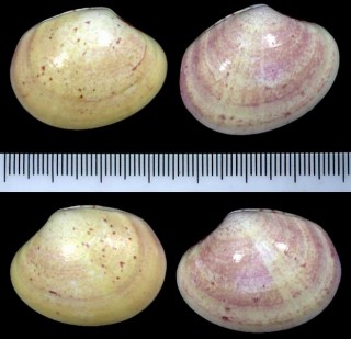 ミワスレガイの一種 Sunetta contempta bruggeni small
