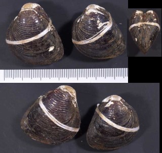 ガンジス川のシジミの仲間 未詳 Corbicula sp. small