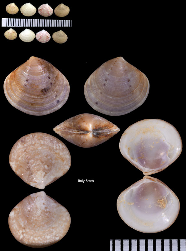 グールドシラオガイ Gouldia minima small