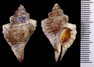 スズカケガイダマシ Eupleura muriciformis small