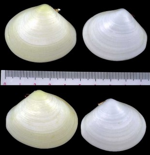 マルサラガイ Tellina fausta small
