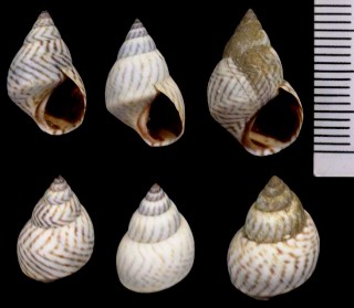 ジグザグタマキビ Littorina ziczac small